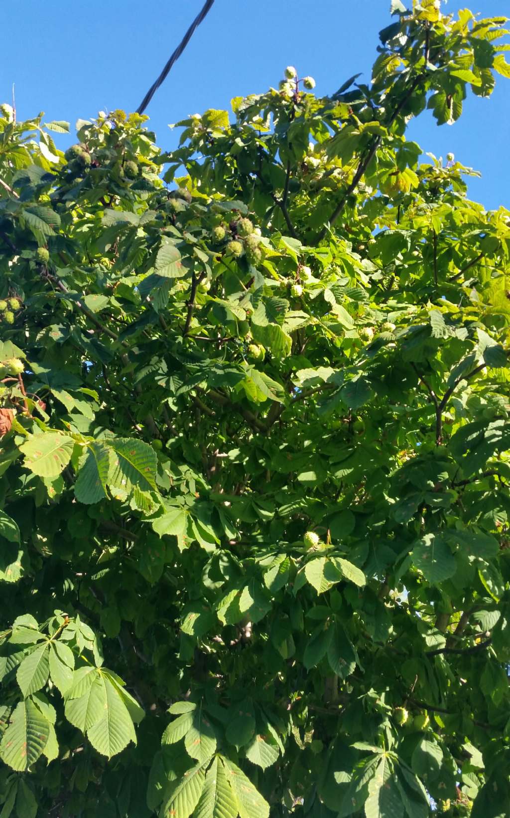 Ippocastano? Si, Aesculus hippocastanum